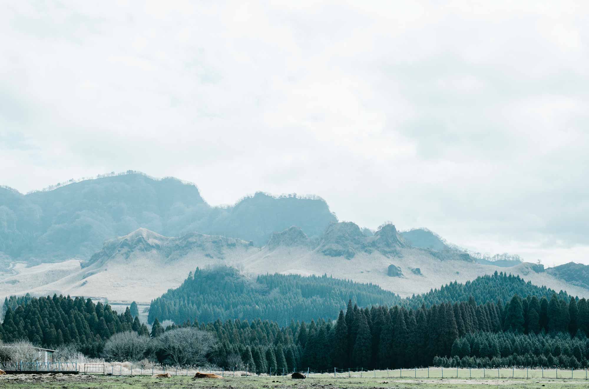 熊本・南阿蘇の手作り石鹸 Ladybug —レディバグ—