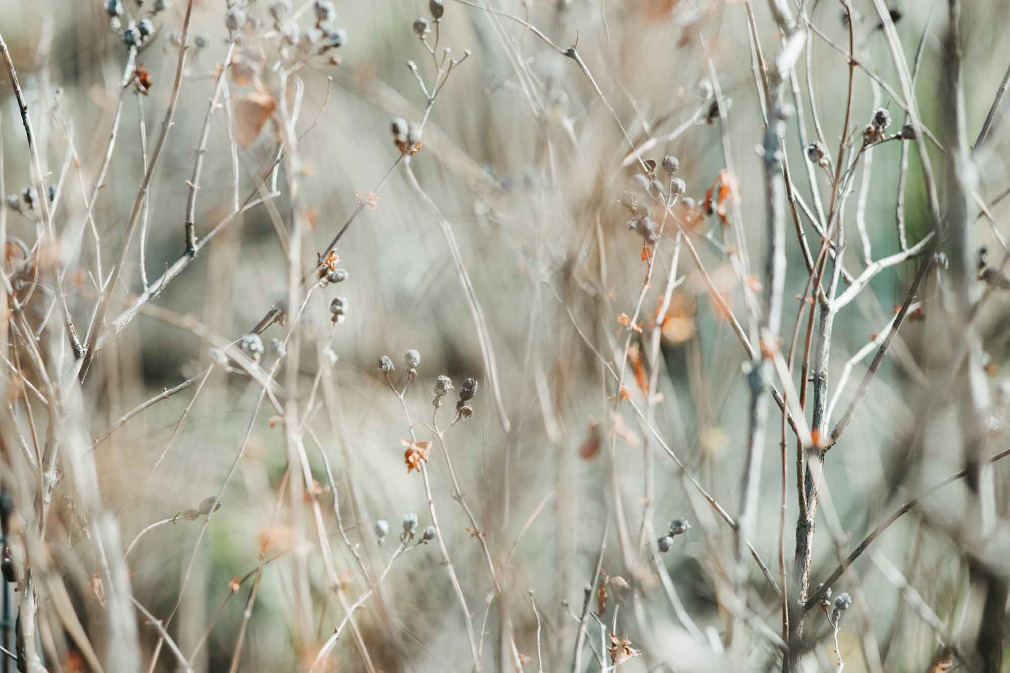 熊本・南阿蘇の手作り石鹸 Ladybug —レディバグ—