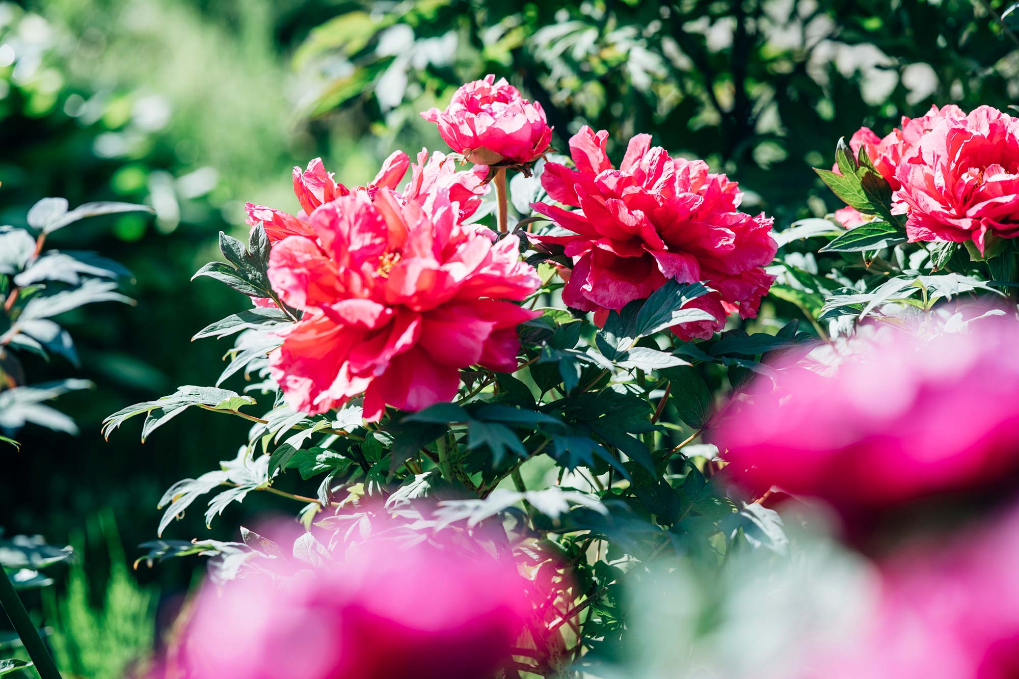 熊本・南阿蘇の手作り石鹸 Ladybug —レディバグ—